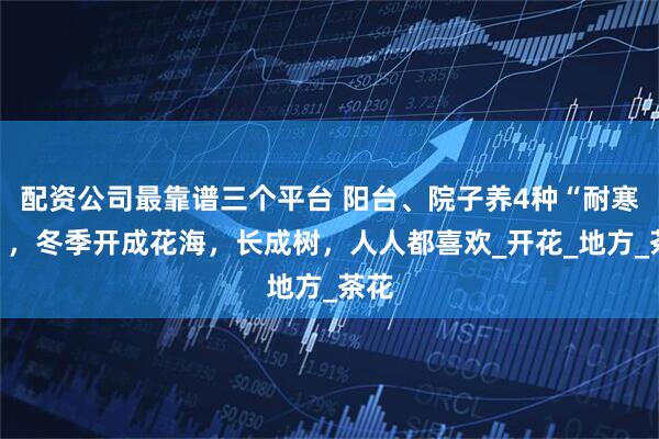 配资公司最靠谱三个平台 阳台、院子养4种“耐寒花”，冬季开成花海，长成树，人人都喜欢_开花_地方_茶花