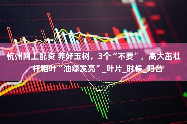 杭州网上配资 养好玉树，3个“不要”，高大茁壮，杆粗叶“油绿发亮”_叶片_时候_阳台
